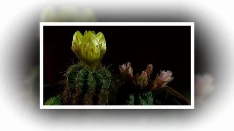 Time lapse of opening and closing cactus flowers. Stock Footage 75335294