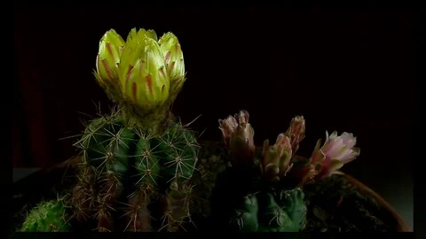 Time lapse of opening and closing cactus flowers. Stock Footage 75335434