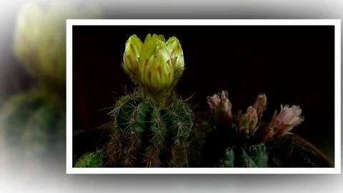 Time lapse of opening and closing cactus flowers. Stock Footage 75335836