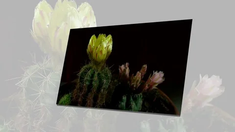 Time lapse of opening and closing cactus flowers. Stock Footage 75336412