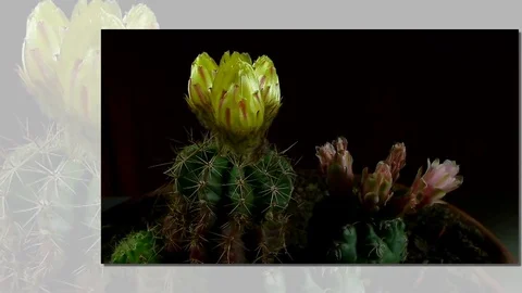 Time lapse of opening and closing cactus flowers. Stock Footage 75337393
