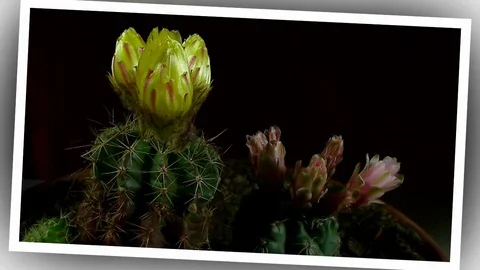 Time lapse of opening and closing cactus flowers. Stock Footage 75338552