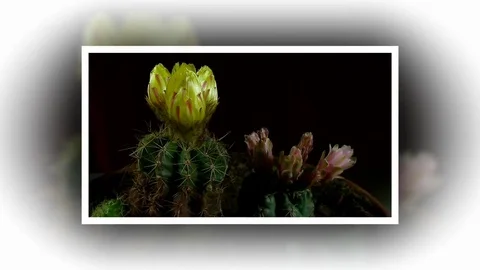 Time lapse of opening and closing cactus flowers. Stock Footage 75338629