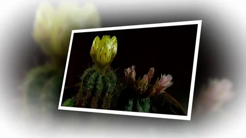Time lapse of opening and closing cactus flowers. Stock Footage 75339578