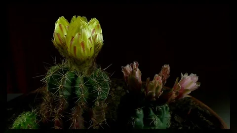 Time lapse of opening and closing cactus flowers. Stock Footage 75339991