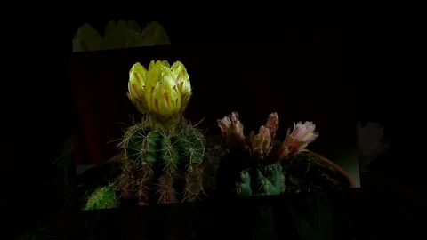 Time lapse of opening and closing cactus flowers. Stock Footage 75340800