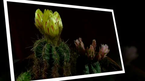 Time lapse of opening and closing cactus flowers. Stock Footage 75343861