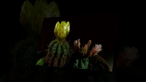 Time lapse of opening and closing cactus flowers. Stock Footage 75343886