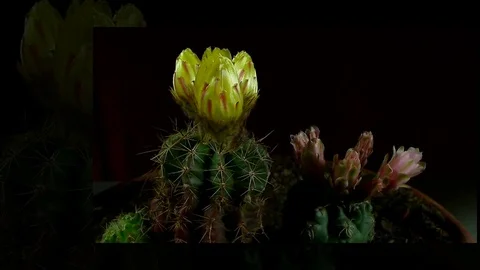 Time lapse of opening and closing cactus flowers. Stock Footage 75345695
