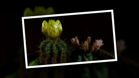 Time lapse of opening and closing cactus flowers. Stock Footage 75346407
