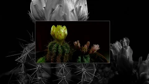 Time lapse of opening and closing cactus flowers. Stock Footage 75347146