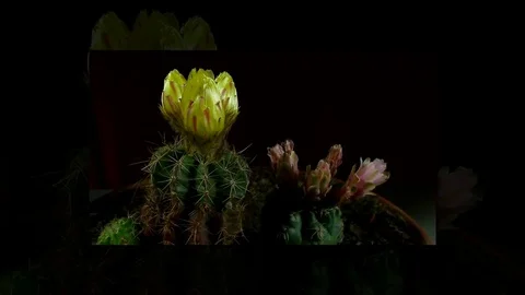 Time lapse of opening and closing cactus flowers. Stock Footage 75349317