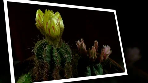 Time lapse of opening and closing cactus flowers. Stock Footage 75350464