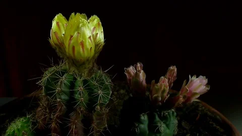 Time lapse of opening and closing cactus flowers. Stock Footage 75350721