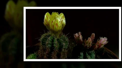 Time lapse of opening and closing cactus flowers. Stock Footage 75350804