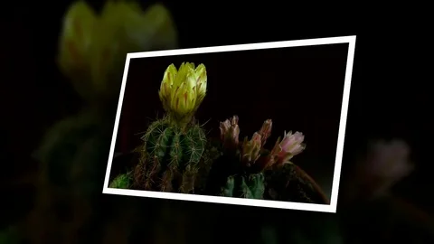 Time lapse of opening and closing cactus flowers. Stock Footage 75352584
