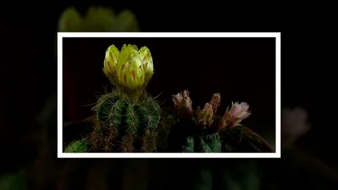 Time lapse of opening and closing cactus flowers. Stock Footage 75355703