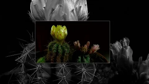 Time lapse of opening and closing cactus flowers. Stock Footage 75356718