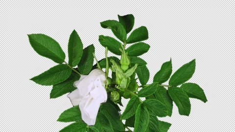 Time lapse of opening and closing white wild rose with ALPHA channel Stock Footage 326884205