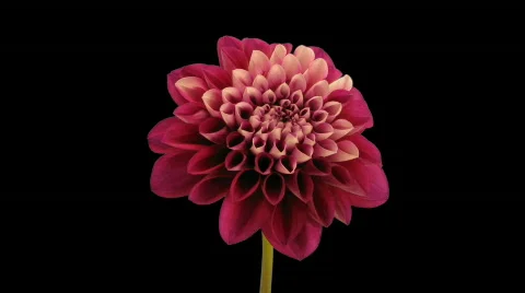 Time-lapse opening and dying red dahlia 9b with alpha matte Stock Footage 453957