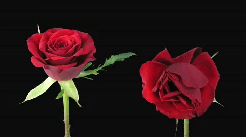 Time-lapse of opening and dying "Valentino" rose alpha matte 5d Stock Footage 592289