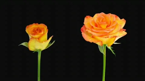 Time-lapse of opening and dying "Birdy" rose alpha matte 5d (720p) Stock Footage 642400