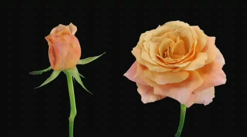 Time-lapse of opening and dying "Jazz" rose alpha matte 6d (720p) Stock-Footage 642855