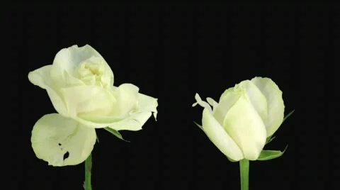 Time-lapse of opening and dying "Avalanche" rose alpha matte 3d (720p) Stock Footage 643950