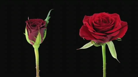 Time-lapse of opening and dying "Valentino" rose alpha matte 5d (720p) Stock Footage