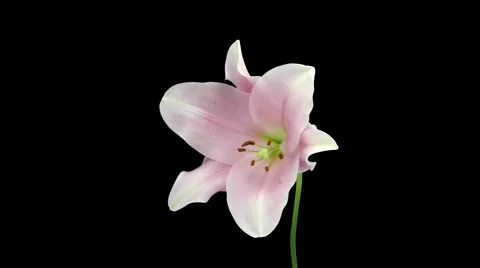 Time-lapse of opening and dying pink Longiflorum lily 7 (DCI-2K) Stock Footage 1081172