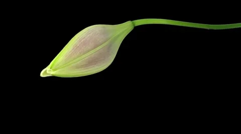 Time-lapse of opening and dying pink Longiflorum lily 7v vertical (DCI-2K) Stock Footage 1083956