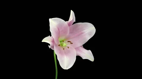 Time-lapse of opening and dying pink Longiflorum lily in RGB + ALPHA matte Stock-Footage 53072163