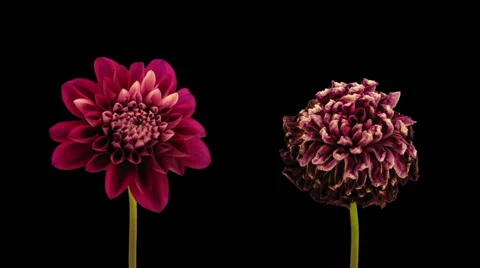 Time-lapse of opening and dying red dahlia in RGB + ALPHA matte (720p) Stock Footage 56725830