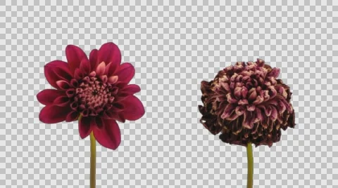 Time-lapse of opening and dying red dahlia with ALPHA channel Stock Footage 56725909