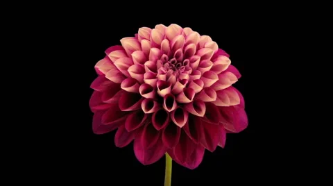 Time-lapse of opening and dying red dahlia in RGB + ALPHA matte Stock Footage 62521264