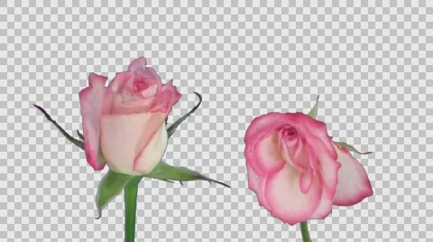 Time-lapse of opening and dying Revue roses with ALPHA channel Stock Footage
