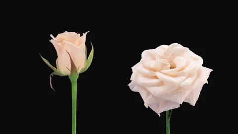 Time-lapse of opening and dying Medeo rose ALPHA channel Stock Footage 69874600