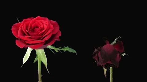 Time-lapse of opening and dying Valentino rose in RGB + ALPHA matte format Stock Footage 75404392