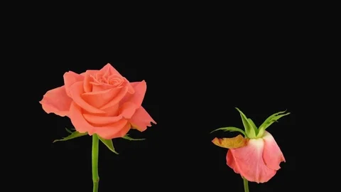 Time-lapse of opening and dying Amsterdam rose with ALPHA channel Stock Footage 75887277