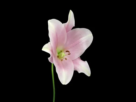 Time-lapse of opening and dying pink Longiflorum lily 4K with ALPHA channel Stock Footage 76508488