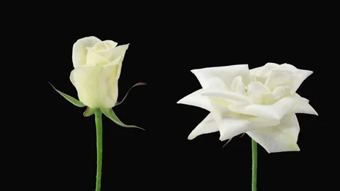 Time-lapse of opening and dying Bianca roses in RGB + ALPHA matte format Stock Footage