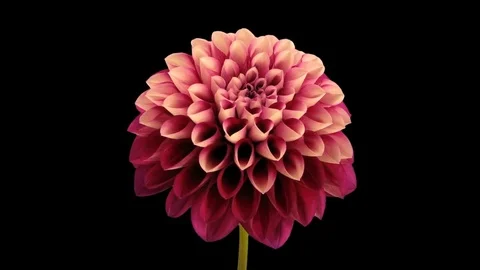 Time-lapse of opening and dying red dahlia with ALPHA channel Stock Footage 78406936