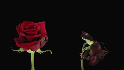 Time-lapse of opening and dying Happy Hour roses in RGB + ALPHA matte format Stock Footage 81777329