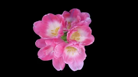 Time-lapse of opening and dying pink tulips bouquet with ALPHA channel, top view Stock Footage 83114922