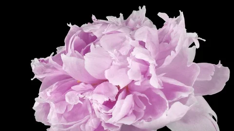 Time-lapse of opening and dying pink Peony flower with ALPHA channel Vidéo 89566594