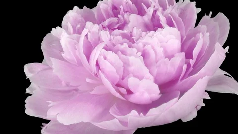 Time-lapse of opening and dying pink Peony flower in RGB + ALPHA matte format Vidéo 90232666