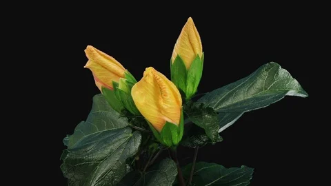 Time-lapse of opening and dying yellow chinese rose in RGB + ALPHA matte format Stock-Footage 102421404