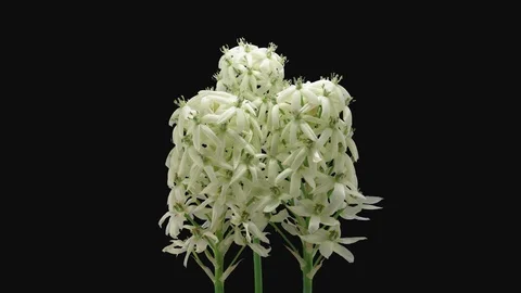 Time-lapse of opening and dying white Snowflake flower with ALPHA channel Stock Footage 107257405