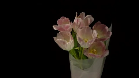 Time-lapse of opening and dying pink tulips bouquet on a dark background 스톡 동영상 150281690