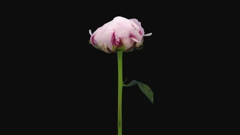 Time lapse of opening and dying pink Peony in RGB + ALPHA matte format Stock Footage 252597496